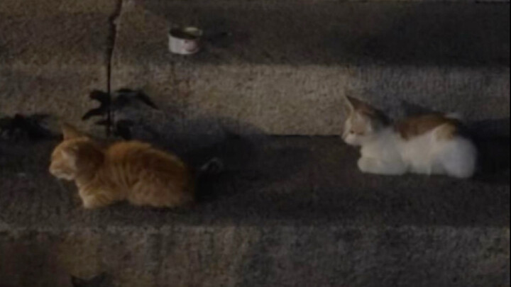 Nó giả vờ là một chú mèo con khỏe mạnh, cứ nghĩ như thế là có thể sống sót.