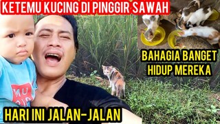 JALAN-JALAN KE PINGGIR SAWAH KETEMU KUCING BANYAK BANGET..!