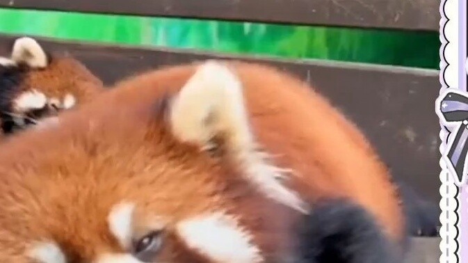 [Mature] A super cute Japanese chatterbox angel watched "Red Pandas Are Really Cute" and was melted 