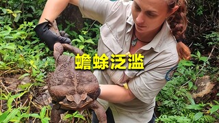 Australia faces a plague of 1.5 billion toads, including pythons and poisonous crocodiles, leaving l