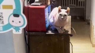 This cat cafe focuses on contrast