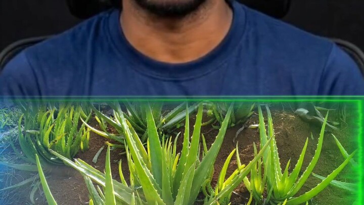 घर में ये 4 पौधे लगा लो, घर रहेगा खुशहाल और फ्रेश! 🌿🏡#IndoorPlants #HomePlants #Lavender