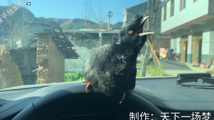 ทุกวันต้องให้主人พามันออกไปเล่น แต่พฤติกรรมของมันก็น่ารักมากเลยล่ะ