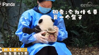 #大熊猫阿宝# 这个小背篓是用来装两脚兽的爱哒～