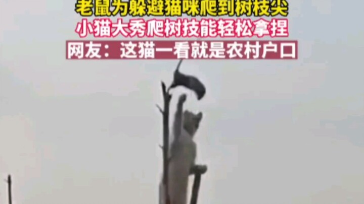 Country Cat Is the Best!