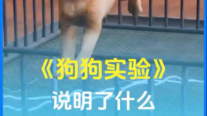 What Does This Dog Experiment Really Show?