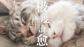 布偶猫与缅因猫来治愈你！