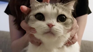 Apakah kucing benar-benar bisa diam saja saat dibersihkan kutunya?