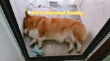 [Dogs] Snoring Sound Of A Sleeping Corgi 