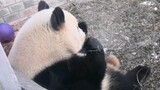 [Animals]Cute moments of a panda while it's eating