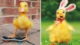 FUNNIEST AND CUTEST Duck Video - This Video Will Help You Love Life More | Pet Squad