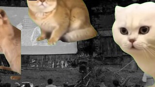 (Cat meme) Me and my parents