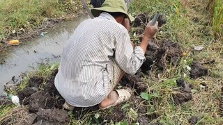 Đào Chuột Đồng Mùa Gặt Lúa Về Làm Món Chuột Kho Tương Chấm Bánh Mì.Góc Làng Quê