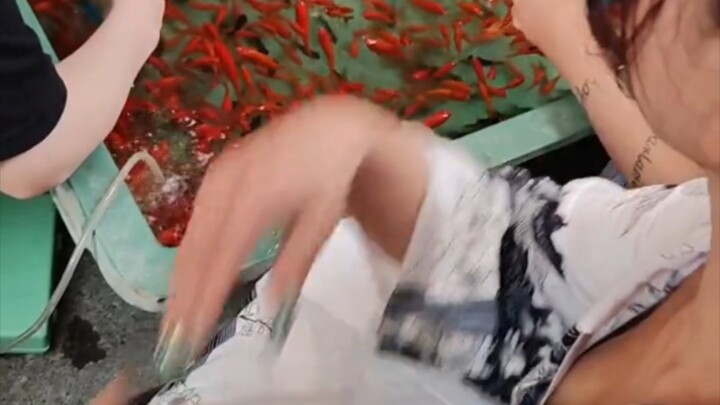 Sister’s expert skills almost had the goldfish guy crying in the bathroom.