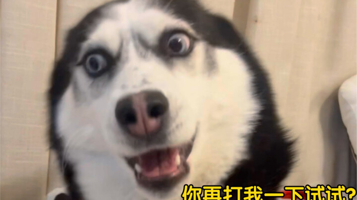 The aftermath of that slap has arrived, it made me laugh so hard!