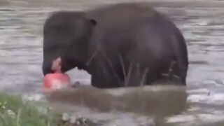 The baby elephant mistakenly thought a swimmer was being swept away and rushed to help.