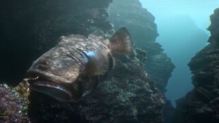 Hybrid