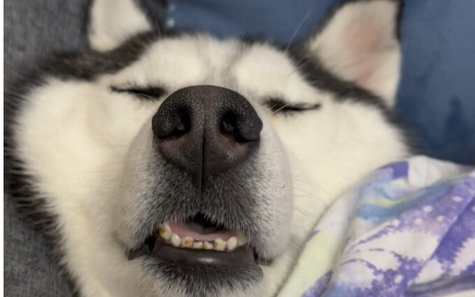 Nếu không có tiếng ngáy thì cứ tưởng đã ngủ mất rồi