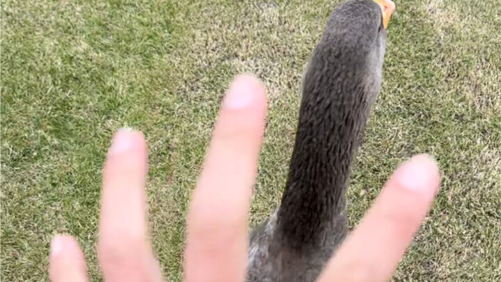The fear of geese being dominated by humans