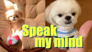 Borgy the Shih Tzu Speaks His Mind ( No to Discrimination)