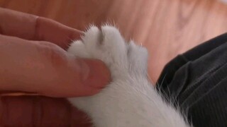 Rua the cat's hand while the cat is sleeping, Q elastic