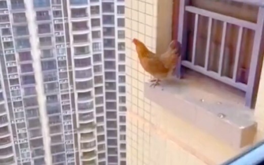 Rather than waiting for death, it's better to take a chance.