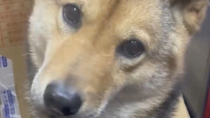 ลูกหมา: “เธอก็คือแม่ของฉันจริงๆ”