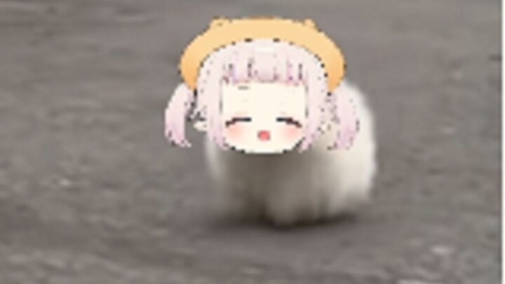 【Mashiro Kanon】Bắp cải trông giống như một chú chó nhỏ, dễ thương nhất
