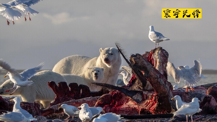 "Polar Bear: A Whale on the Tip of the Tongue"