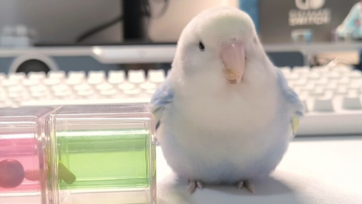 Breakfast at Tiffany’s, but in a tiny bird version 🐦🍽️