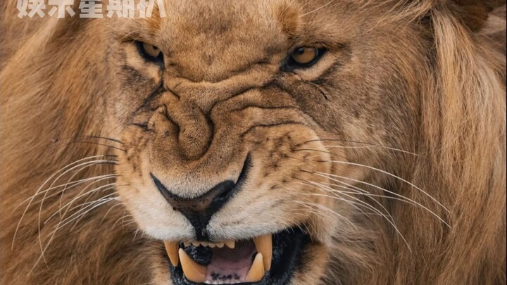 Lion and Tiger: So it was you who kept sucking on my mom?!