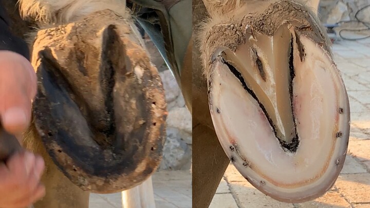 Filing a horse’s hoof is like carving jade—you never know how pristine the inside really is beneath 