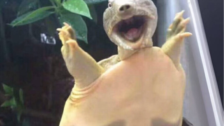 So this is the kind of turtle you are!