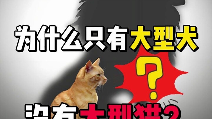 Why aren’t there any big cats?