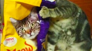 Totally Random Funny Animal Videos 5 - Try Not To Laugh 2021 | Pet Squad