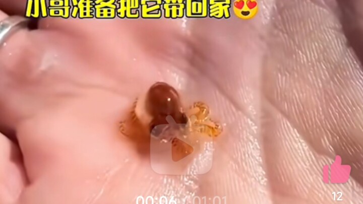 Menemukan seekor gurita kecil yang menggemaskan di tepi pantai, lalu membawanya pulang untuk dirawat