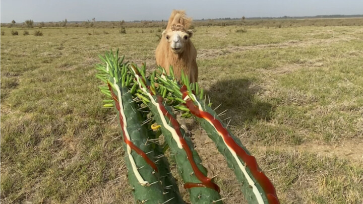 This thing has thorns all the way down to its roots—it’s stabbing me to death!