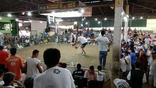 2nd fight 2hits ulutan gilmore win champion🐓🐓🏆🤙