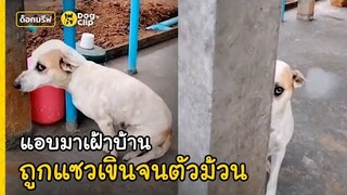 สองน้องหมาจรเนียนเฝ้าบ้านให้ พอเข้าไปทักทำเขินจนตัวม้วน | Dog's Clip