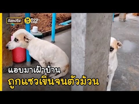 สองน้องหมาจรเนียนเฝ้าบ้านให้ พอเข้าไปทักทำเขินจนตัวม้วน | Dog's Clip