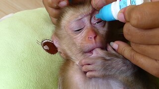 Baby Monkey Sick Eye!! Today Mom checked and Eye Treatment to Baby Maki While Maki Sleeping