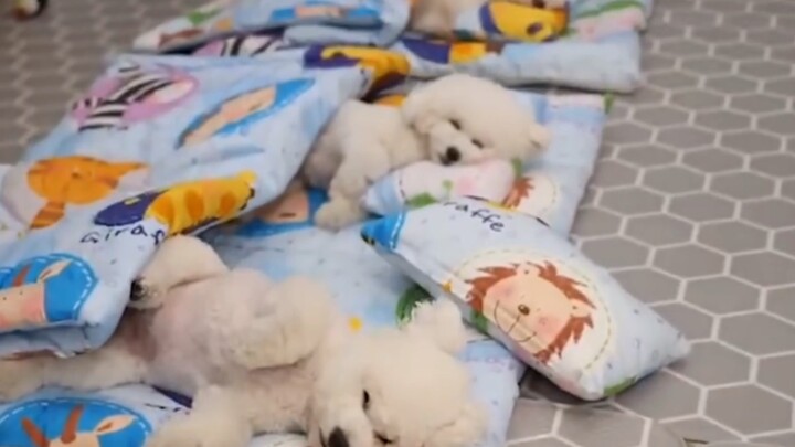 Doggy daycare nap time! Each pup has its own little bed, neatly lined up—so well-behaved!