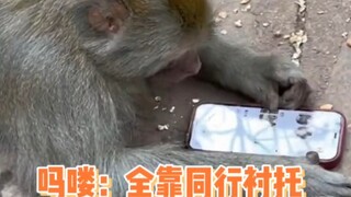 Monyet Gunung Qianling sepenuhnya bergantung pada rekan sesama untuk menonjol