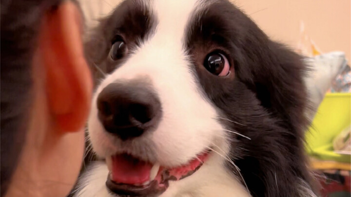 Dogs can tell whether you love them or not—YuanYuan’s gaze is so full of emotion, it really touches 