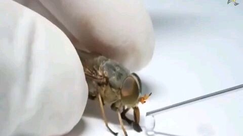 Thí nghiệm vui - Khi ruồi uống rượu