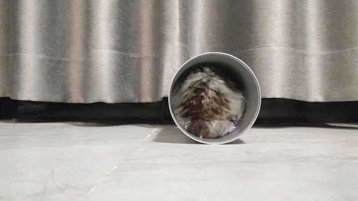 I accidentally locked the rat outside the house while cleaning.