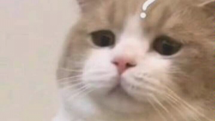 [Dilraba Dilmurat Fan Girl in the Dorm Vlog] What Crazy Things Does My Roommate Do When She’s a Dilr