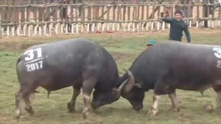 Kalabaw Fight