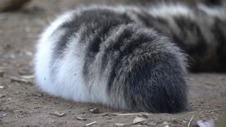 Snow Leopard: It's So Fun Playing with My Tail