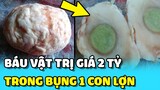 💥Phát hiện BÁU VẬT "TRƯ SA" trị giá 2 TỶ trong bụng 1 con lợn trưởng thành | TIN GIẢI TRÍ